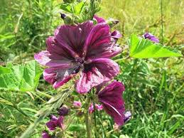Image result for Malva sylvestris var. mauritiana