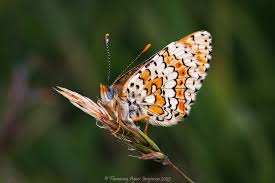 Attēlu rezultāti vaicājumam “Melitaea cinxia underside”