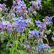 Image result for Borago officinalis