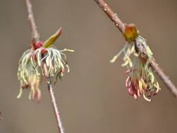 Attēlu rezultāti vaicājumam “Cercidiphyllum japonicum flower”