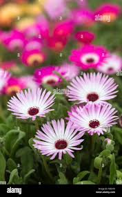 Image result for Mesembryanthemum criniflorum