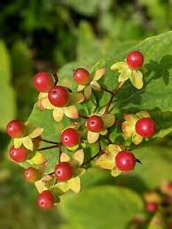 Attēlu rezultāti vaicājumam “Hypericum perforatum fruit”