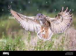 Attēlu rezultāti vaicājumam “Bubo bubo”