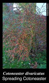 Attēlu rezultāti vaicājumam “Cotoneaster divaricatus”