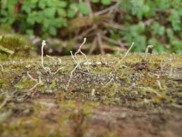 Attēlu rezultāti vaicājumam “Cladonia norvegica”