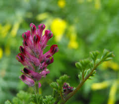 Attēlu rezultāti vaicājumam “Fumaria officinalis”
