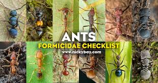 Attēlu rezultāti vaicājumam “Formicidae”