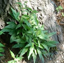 Attēlu rezultāti vaicājumam “Hieracium vulgatum leaf”