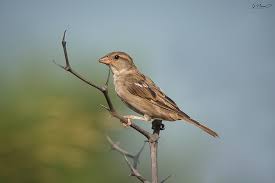 Image result for Passer domesticus