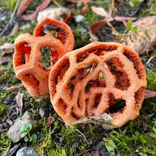 Attēlu rezultāti vaicājumam “Clathrus ruber”