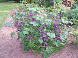 Image result for Malva sylvestris var. mauritiana