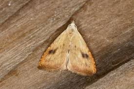 Attēlu rezultāti vaicājumam “Rivula sericealis”