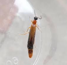 Attēlu rezultāti vaicājumam “Hylecoetus dermestoides male”