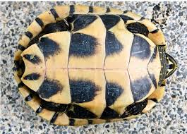 Attēlu rezultāti vaicājumam “Tortula lingulata macro”