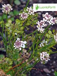 Image result for Iberis amara