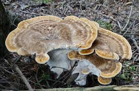 Attēlu rezultāti vaicājumam “Bondarzewia mesenterica”