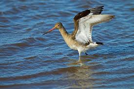 Attēlu rezultāti vaicājumam “Limosa lapponica adult”