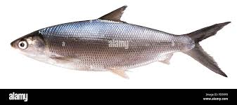 Image result for Chanos chanos