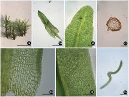 Attēlu rezultāti vaicājumam “Barbula convoluta”