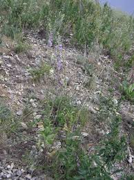 Attēlu rezultāti vaicājumam “Campanula bononiensis”