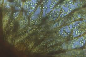 Attēlu rezultāti vaicājumam “Cribraria macrocarpa young”