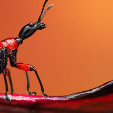 Attēlu rezultāti vaicājumam “Apoderus coryli”