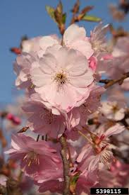 Attēlu rezultāti vaicājumam “Prunus (sakura)”