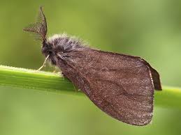 Attēlu rezultāti vaicājumam “Canephora hirsuta”