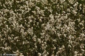 Attēlu rezultāti vaicājumam “Eriophorum latifolium fruit”