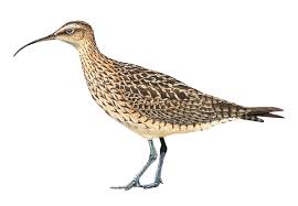 Image result for Numenius borealis