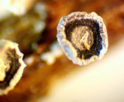 Attēlu rezultāti vaicājumam “Diderma hemisphaericum young”