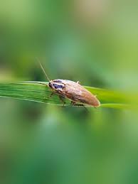 Attēlu rezultāti vaicājumam “Ectobius sylvestris nymph”