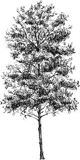 Attēlu rezultāti vaicājumam “Populus tremula”