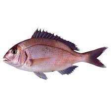 Image result for Pagrus