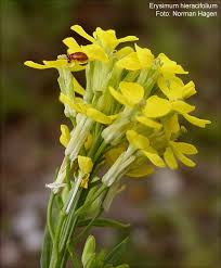 Attēlu rezultāti vaicājumam “Erysimum hieracifolium”