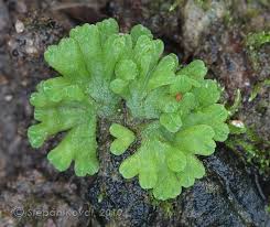 Attēlu rezultāti vaicājumam “Riccia rhenana”