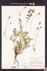 Attēlu rezultāti vaicājumam “Poterium sanguisorba”