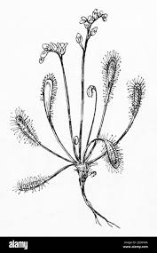 Attēlu rezultāti vaicājumam “Drosera anglica leaf”