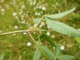Attēlu rezultāti vaicājumam “Trifolium medium bud”
