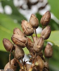 Attēlu rezultāti vaicājumam “Nicotiana tabacum fruit”