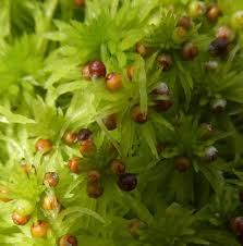 Attēlu rezultāti vaicājumam “Sphagnum angustifolium sporophyte”