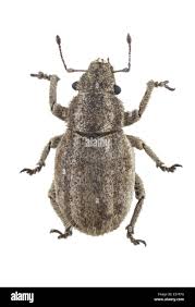 Attēlu rezultāti vaicājumam “Curculionidae”