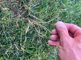 Attēlu rezultāti vaicājumam “Poa trivialis”