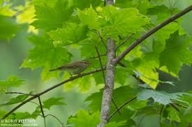 Attēlu rezultāti vaicājumam “Phylloscopus trochiloides adult”