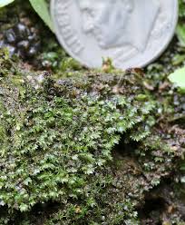 Attēlu rezultāti vaicājumam “Fissidens bryoides sporophyte”