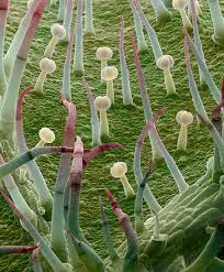 Attēlu rezultāti vaicājumam “Solanum tuberosum leaf”