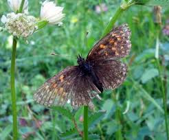Attēlu rezultāti vaicājumam “Melitaea diamina underside”