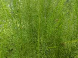 Attēlu rezultāti vaicājumam “Equisetum pratense”