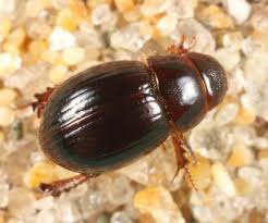 Attēlu rezultāti vaicājumam “Aegialia arenaria”