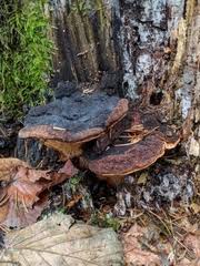 Attēlu rezultāti vaicājumam “Gloeophyllum odoratum”